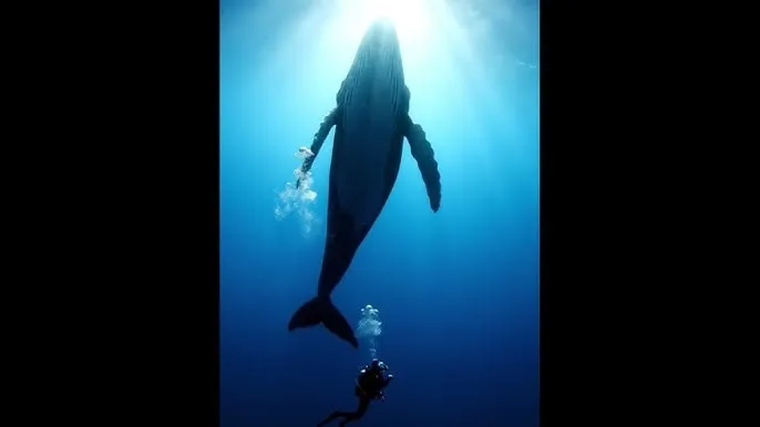 太子侧妃傻乎乎小说免费阅读 - 深蓝星球：探索海洋深处的未知世界